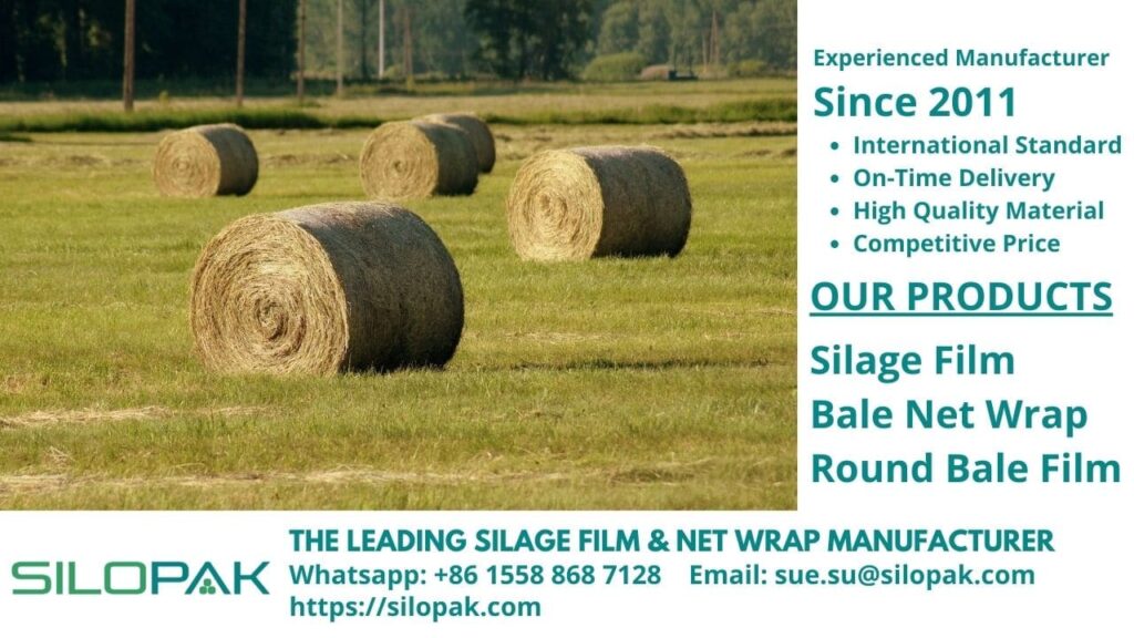 Hay and Haylage For Animal Feed