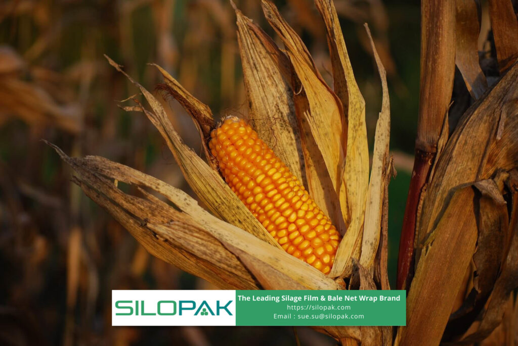 corn stalk as animal feed