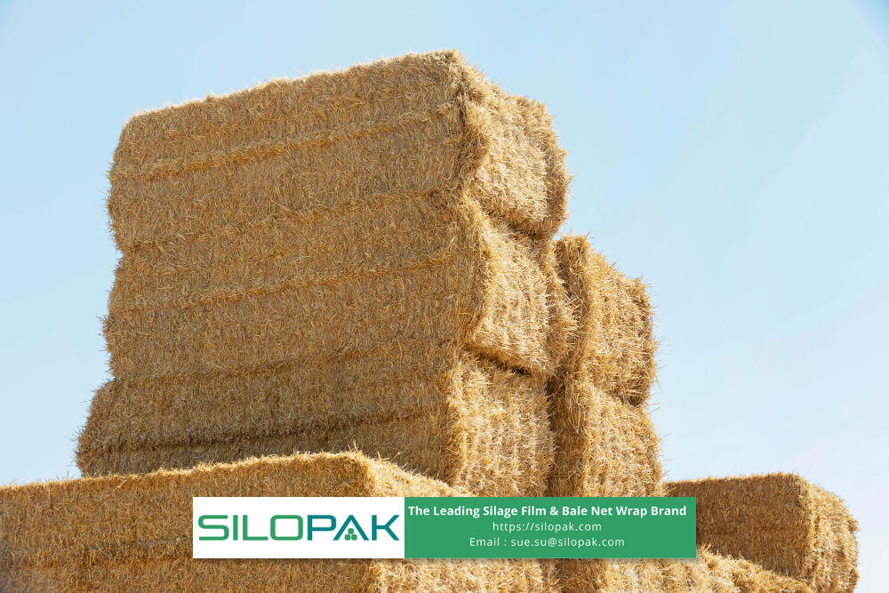 Bales of Oat Straw for Animal Feed